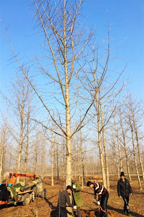 實(shí)生銀杏樹